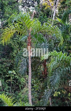 Palmiers dans la réserve naturelle de Cuyabeno, à l'extérieur du Lago Agrio, en Équateur Banque D'Images