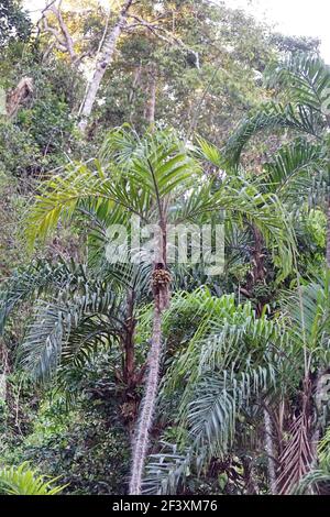 Palmiers dans la réserve naturelle de Cuyabeno, à l'extérieur du Lago Agrio, en Équateur Banque D'Images