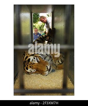 Deux Tigres sibériens, Cuddles et Devoshka ont été aujourd'hui drités et entassés au parc animalier Howletts, près de Canterbury en préparation pour être transportés au parc Lion et Rino en Afrique du Sud dans le cadre d'un bureau de reproduction program.see pour le communiqué de presse pic David Sandison 21/8/2002 Banque D'Images