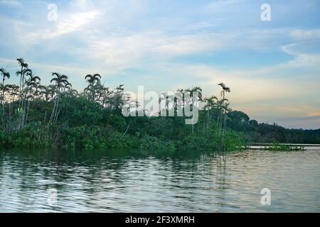 Palmiers dans la jungle inondée sur une broche de terre à Laguna Grande dans la réserve naturelle de Cuyabeno à l'extérieur de Lago Agrio, Equateur Banque D'Images