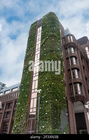 Mur vivant sur Dukes court, un immeuble de bureaux de 40 mètres de haut dans la ville de Woking, Surrey, Angleterre, Royaume-Uni, recouvert de plantes vertes Banque D'Images