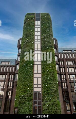 Mur vivant sur Dukes court, un immeuble de bureaux de 40 mètres de haut dans la ville de Woking, Surrey, Angleterre, Royaume-Uni, recouvert de plantes vertes Banque D'Images