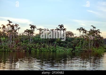 Palmiers dans la jungle inondée sur une broche de terre à Laguna Grande dans la réserve naturelle de Cuyabeno à l'extérieur de Lago Agrio, Equateur Banque D'Images