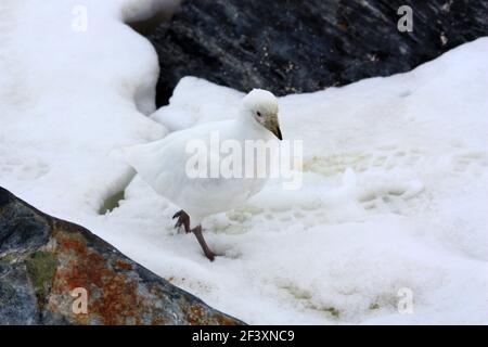 Palandes blanches ou palandes de neige dans l'Antarctique Banque D'Images