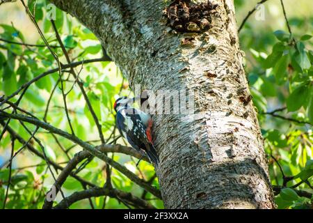 Pic de bois adulte sur un arbre avec une vue creuse sur la source Banque D'Images