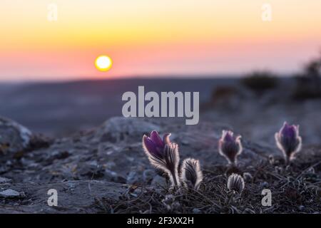 Dream-grass le beau Pulsatilla patens fleurit au printemps dans les montagnes. La teinte violet-rouge du soleil couchant. Arrière-plan du ressort atmosphérique. Délique Banque D'Images