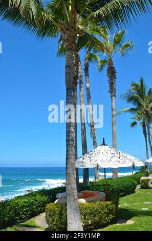 Paysage pittoresque avec un parasol entouré de palmiers surplombant la mer de Cortés, à Baja California sur, Mexique. Banque D'Images