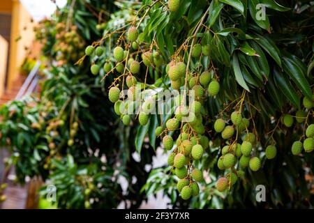 bouquet de litchi verts frais sur l'arbre. Banque D'Images