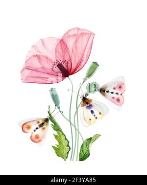 Fleur de pavot à l'aquarelle avec papillon. Grande fleur rose transparente avec trois papillons colorés. Œuvres abstraites prêtes à être peintes à la main. Botanique Banque D'Images