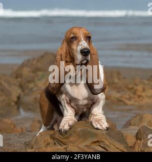 Basset Hound Dog Banque D'Images