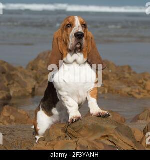 Basset Hound Dog Banque D'Images