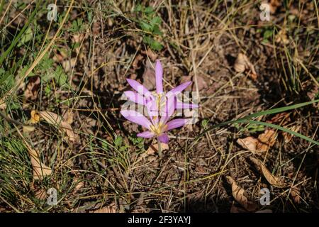 Fleurs rose pâle de safran de sable (nom latin Colchicum arenarium) Dans le sable de Subotica (Suboticka pescara) en Voïvodine, dans le nord de la Serbie Banque D'Images