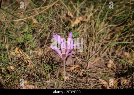 Fleurs rose pâle de safran de sable (nom latin Colchicum arenarium) Dans le sable de Subotica (Suboticka pescara) en Voïvodine, dans le nord de la Serbie Banque D'Images