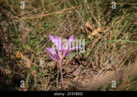 Fleurs rose pâle de safran de sable (nom latin Colchicum arenarium) Dans le sable de Subotica (Suboticka pescara) en Voïvodine, dans le nord de la Serbie Banque D'Images