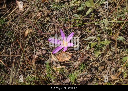 Fleurs rose pâle de safran de sable (nom latin Colchicum arenarium) Dans le sable de Subotica (Suboticka pescara) en Voïvodine, dans le nord de la Serbie Banque D'Images