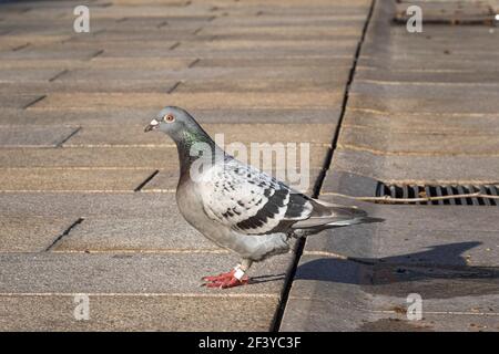 Pigeon debout dans la zone piétonne de Wolfsburg, ville du nord de l'Allemagne Banque D'Images