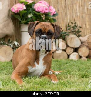 Chien Boxer Banque D'Images