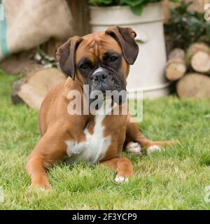 Chien Boxer Banque D'Images