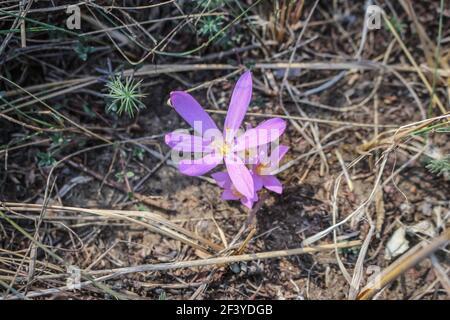 Fleurs rose pâle de safran de sable (nom latin Colchicum arenarium) Dans le sable de Subotica (Suboticka pescara) en Voïvodine, dans le nord de la Serbie Banque D'Images