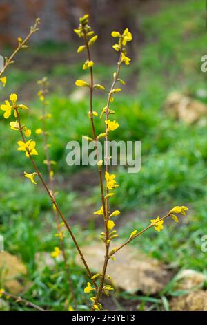 La plante fleurit au printemps. Le buisson de forsythia ornemental a des bourgeons et des fleurs avec des fleurs jaunes vives sur fond d'herbe verte. L'aw Banque D'Images