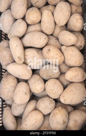 Vue de dessus d'une caisse pleine de lumière fraîchement moissonnée pommes de terre pelées Banque D'Images