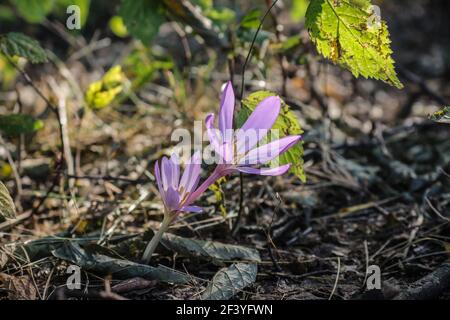 Fleurs rose pâle de safran de sable (nom latin Colchicum arenarium) Dans le sable de Subotica (Suboticka pescara) en Voïvodine, dans le nord de la Serbie Banque D'Images