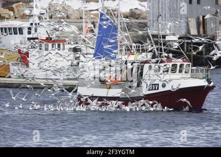 Kittiwake - après la pêche BoatLarus tridactylus Vardo, Varangerfjord Norvège BI014686 Banque D'Images