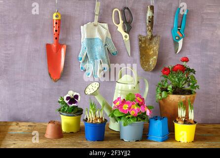 jardinage au printemps, jeunes crocus, pansy, primula et fleurs de buttercup avec des outils de jardinage, bon espace de copie Banque D'Images