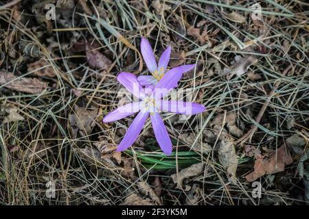 Fleurs rose pâle de safran de sable (nom latin Colchicum arenarium) Dans le sable de Subotica (Suboticka pescara) en Voïvodine, dans le nord de la Serbie Banque D'Images