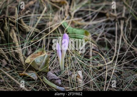 Fleurs rose pâle de safran de sable (nom latin Colchicum arenarium) Dans le sable de Subotica (Suboticka pescara) en Voïvodine, dans le nord de la Serbie Banque D'Images