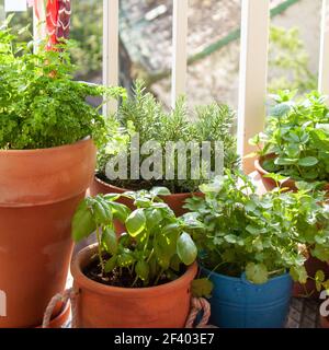 Herbes fraîches dans des pots sur un petit balcon. Persil, basilic, romarin, thym, menthe marocaine, et coriandre (coriandre). Banque D'Images