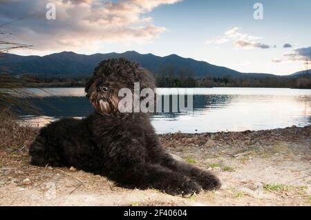 Portrait du Bouvier des Flandres Banque D'Images