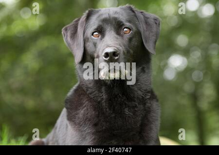Un portrait d'un Labrador noir Banque D'Images