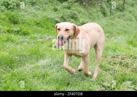 Un Labrador jaune en activité qui traverse un champ Banque D'Images