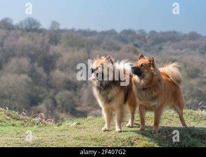 Les chiens Eurasier se posent au soleil à Headley Heath, à Surrey, en Angleterre Banque D'Images