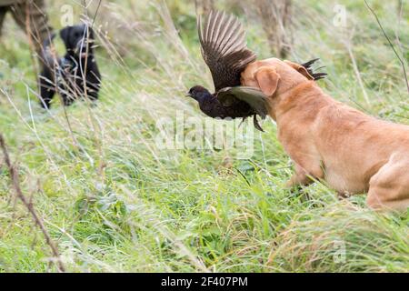 Fox Red labrador récupération d'un faisan de poule mélaniste Banque D'Images