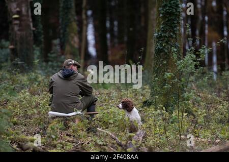 Un batteur attend de démarrer la conduite avec son travail springer spaniel Banque D'Images