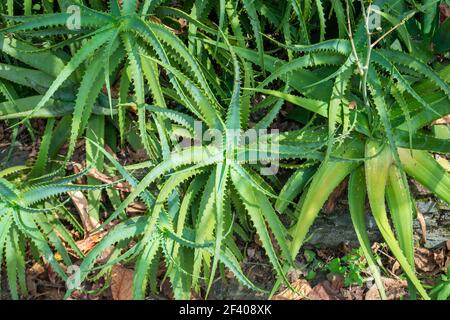 L'Aloe de Krantz ou Aloe de Candelabra (Aloe arborescens) Dans le jardin Banque D'Images