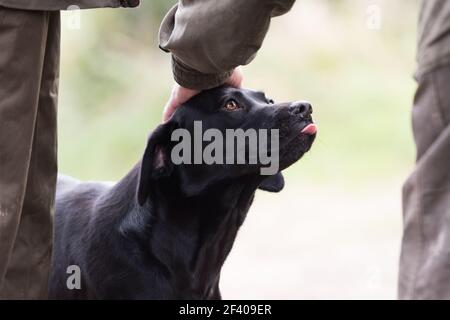 Un labrador regardant avec amour dans ses yeux de maîtres tout en étant patrisé Banque D'Images