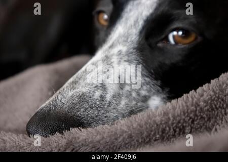 Sunlight Studio Portrait de Ruby Greyhound. Des yeux magnifiques qui prêtent toujours attention. Couché ou debout. Banque D'Images