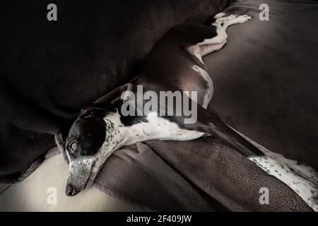 Sunlight Studio Portrait de Ruby Greyhound. Des yeux magnifiques qui prêtent toujours attention. Couché ou debout. Banque D'Images