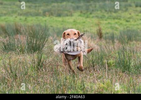 Labrador récupération d'un faisan Banque D'Images