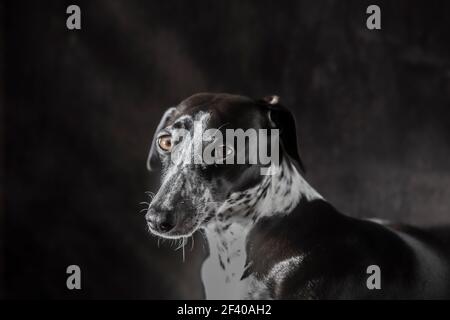 Sunlight Studio Portrait de Ruby Greyhound. Des yeux magnifiques qui prêtent toujours attention. Couché ou debout. Banque D'Images