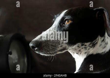 Sunlight Studio Portrait de Ruby Greyhound. Des yeux magnifiques qui prêtent toujours attention. Couché ou debout. Banque D'Images