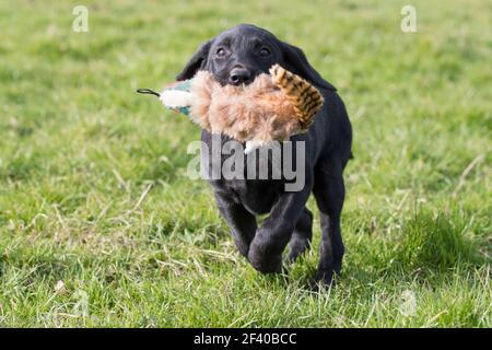 Récupération d'un chiot Labrador noir avec un jouet faisan Banque D'Images