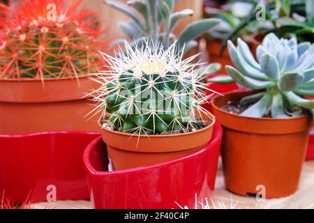 Plante de cactus verte avec des pointes autour de l'arbre dans le pot rouge. Cactus vendu en magasin. Banque D'Images