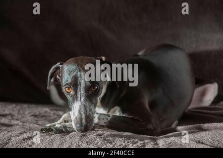 Sunlight Studio Portrait de Ruby Greyhound. Des yeux magnifiques qui prêtent toujours attention. Couché ou debout. Banque D'Images