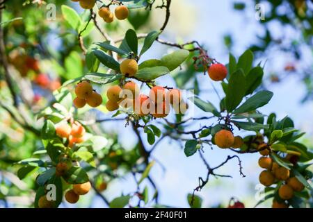 Arbousier, Arbre aux fraises fruits mûrs à Grenade Banque D'Images