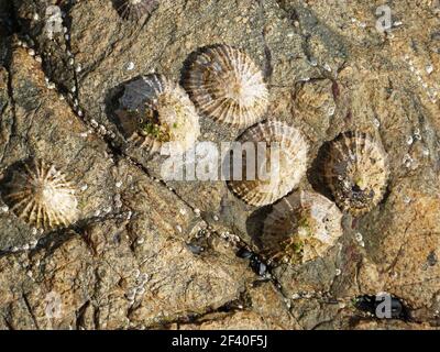 les coquilles dans l'eau sur le sol en pierre se rapprochent Banque D'Images