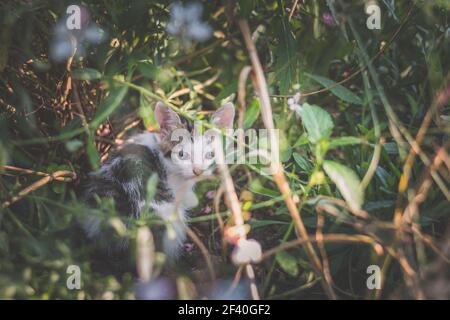 adorable bébé chaton avec des bandes noires et blanches ayant bon le temps dehors dans le jardin Banque D'Images